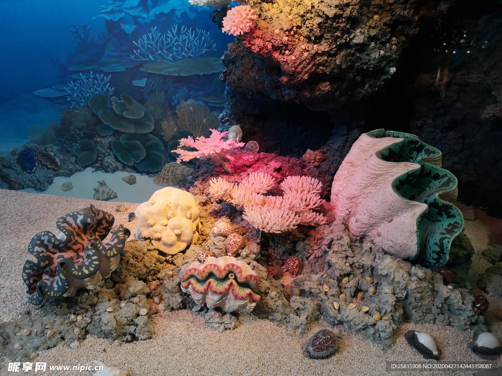珊瑚珊瑚礁海底图片