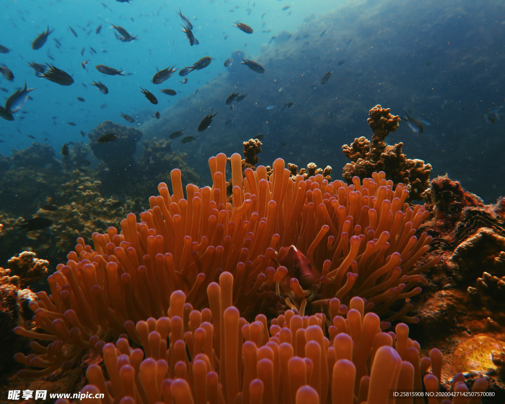珊瑚珊瑚礁海底图片