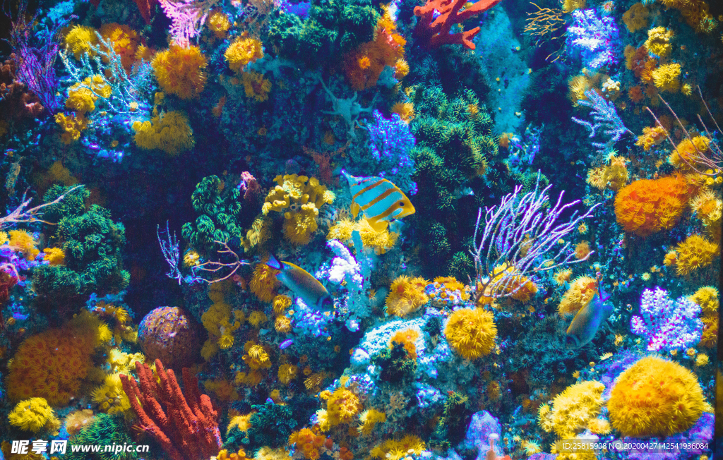 珊瑚珊瑚礁海底图片
