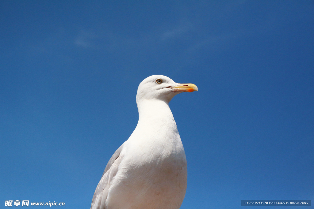 海鸥空山鸟语图片