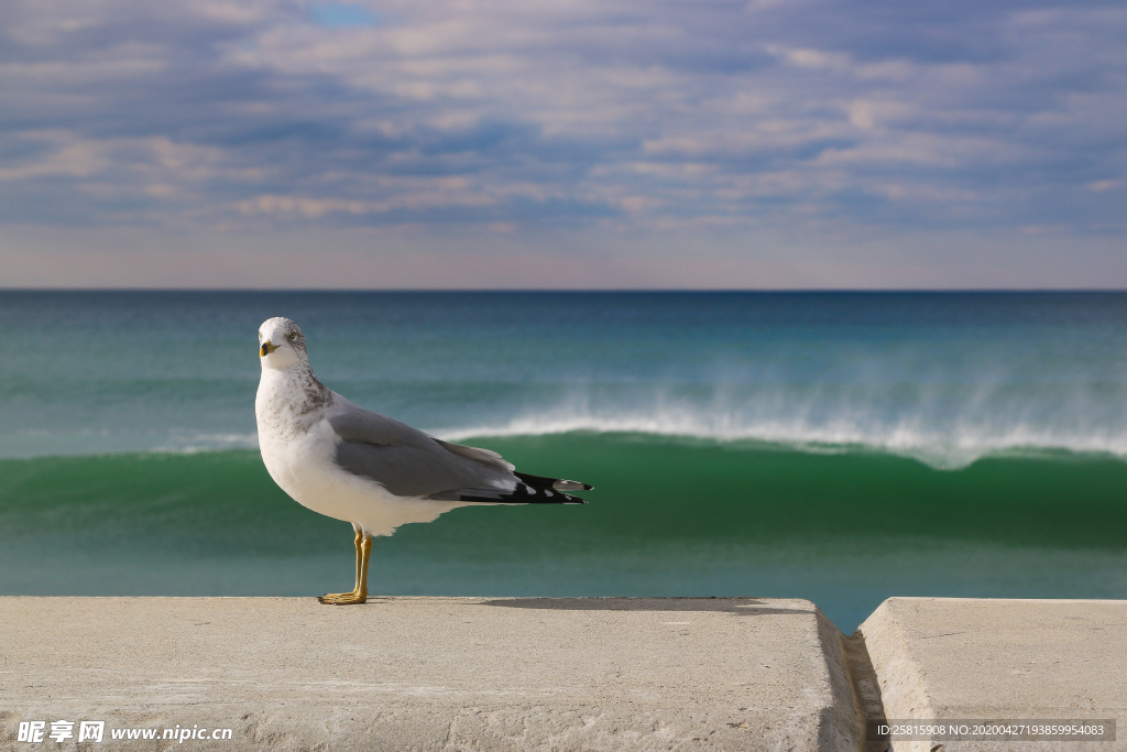 海鸥空山鸟语图片