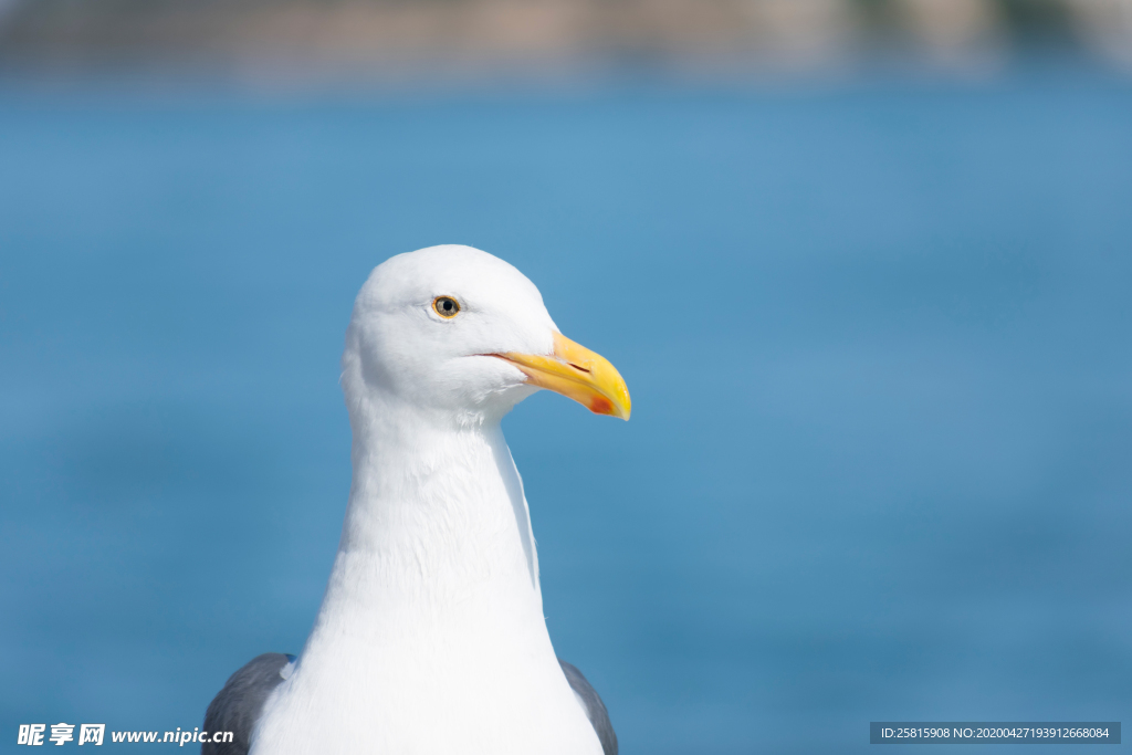 海鸥空山鸟语图片