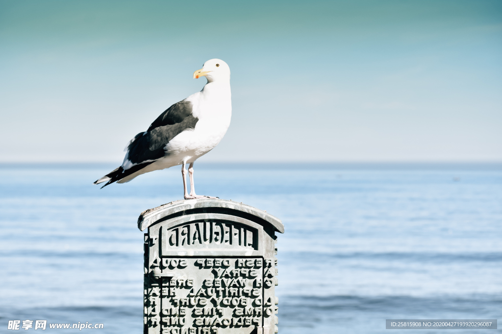 海鸥空山鸟语图片