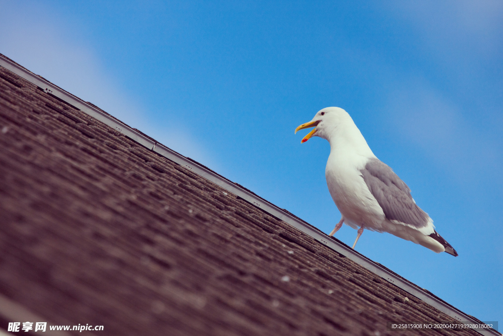 海鸥空山鸟语图片
