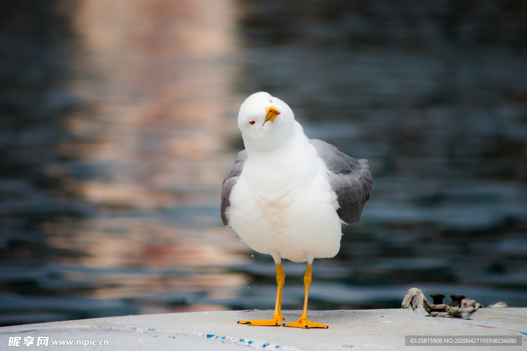 海鸥空山鸟语图片