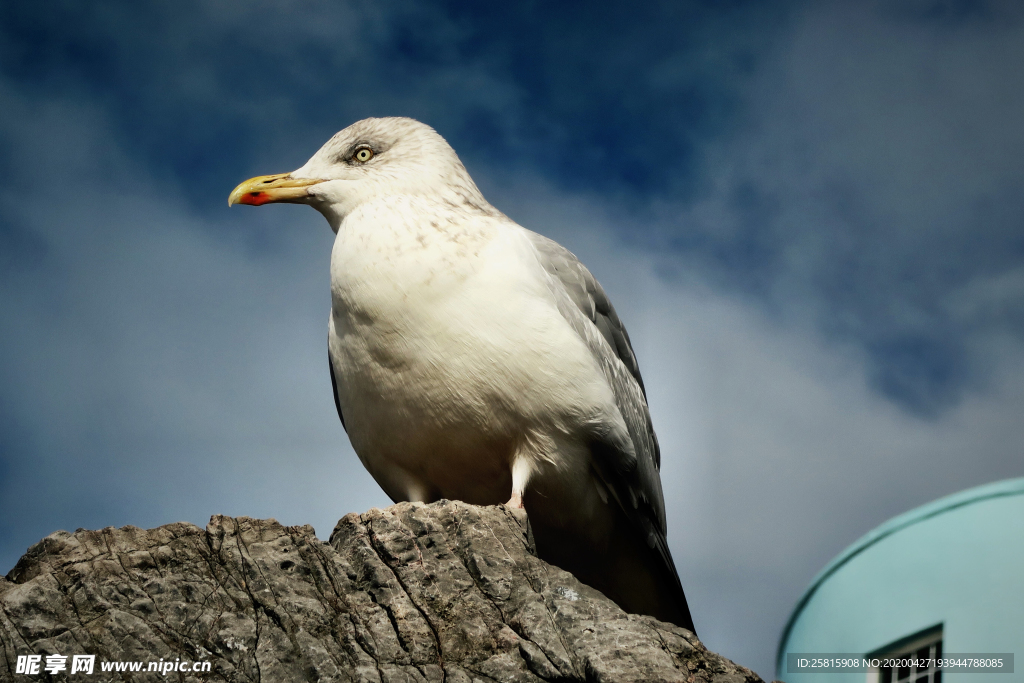 海鸥空山鸟语图片