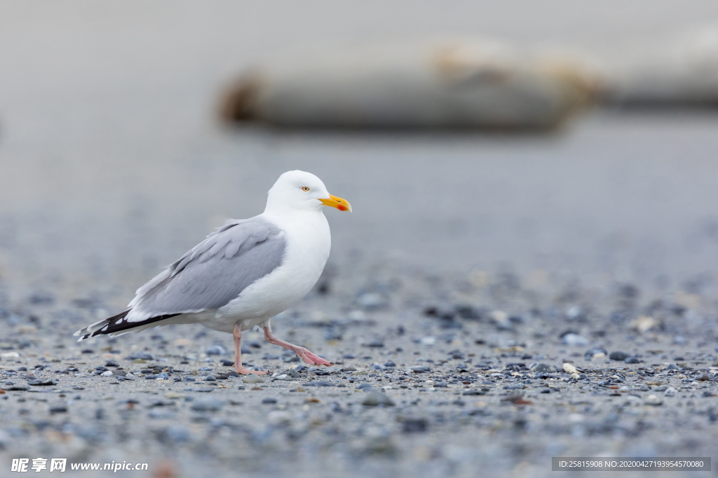 海鸥空山鸟语图片