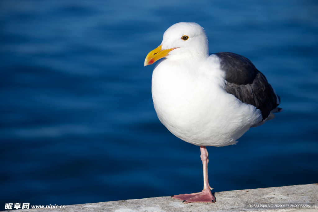 海鸥空山鸟语图片