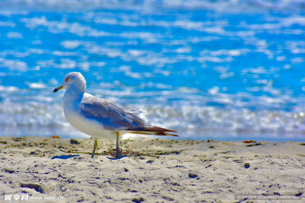 海鸥空山鸟语图片