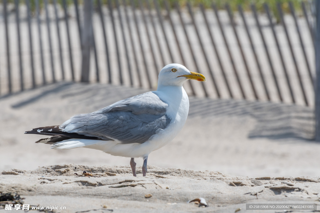 海鸥空山鸟语图片