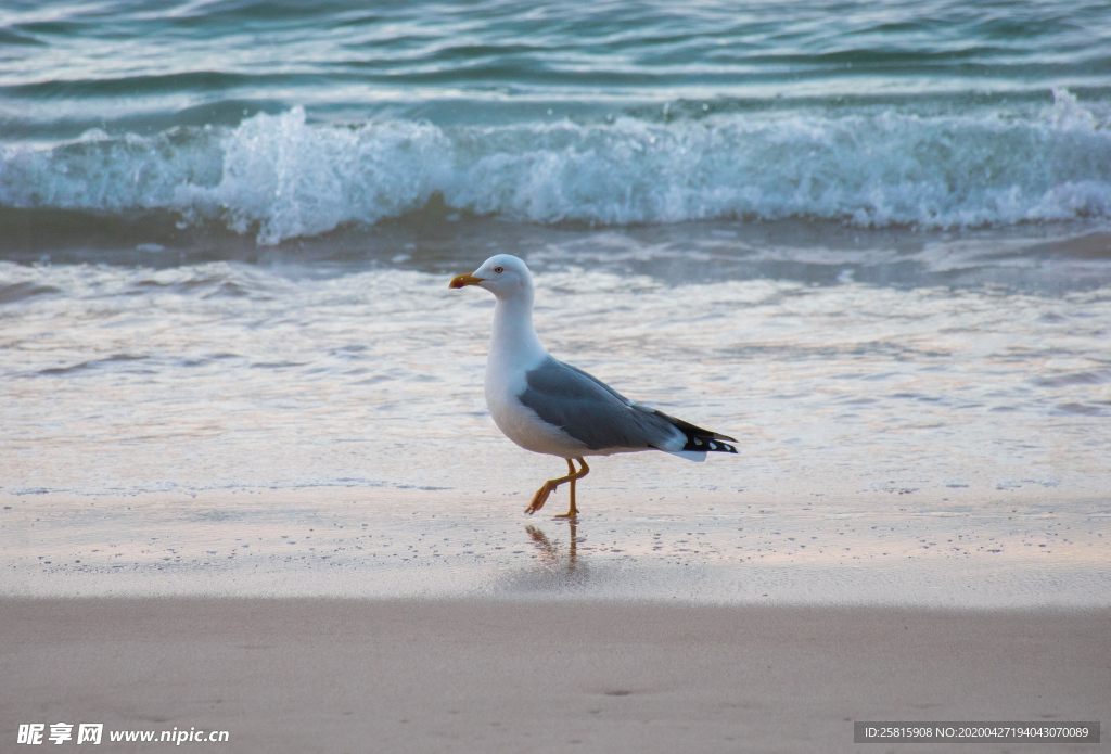 海鸥空山鸟语图片