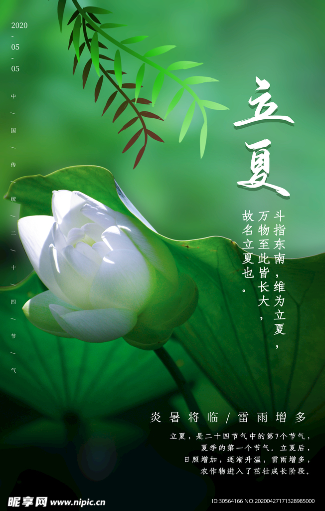 立夏绿色荷叶海报