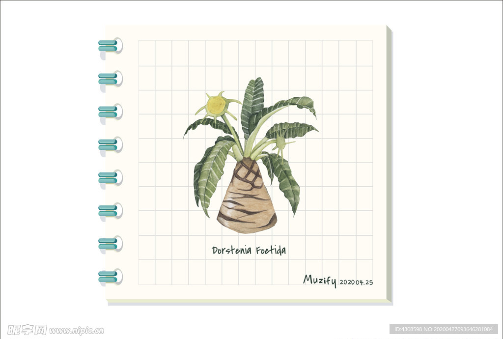 臭琉桑 多肉植物图鉴