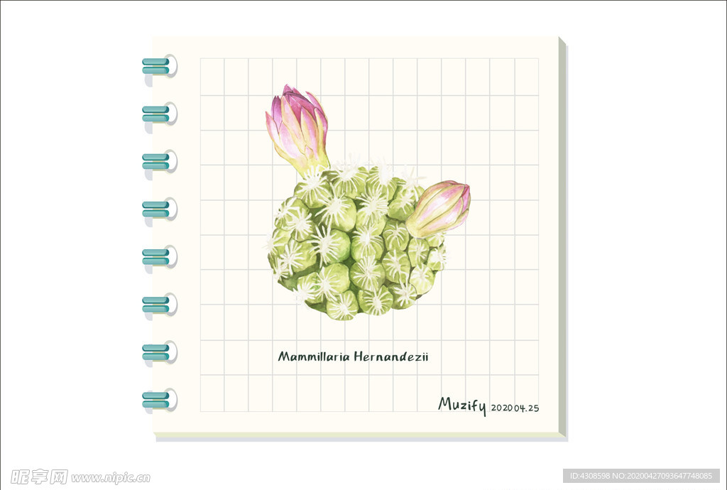 多肉克氏丸 多肉植物图鉴