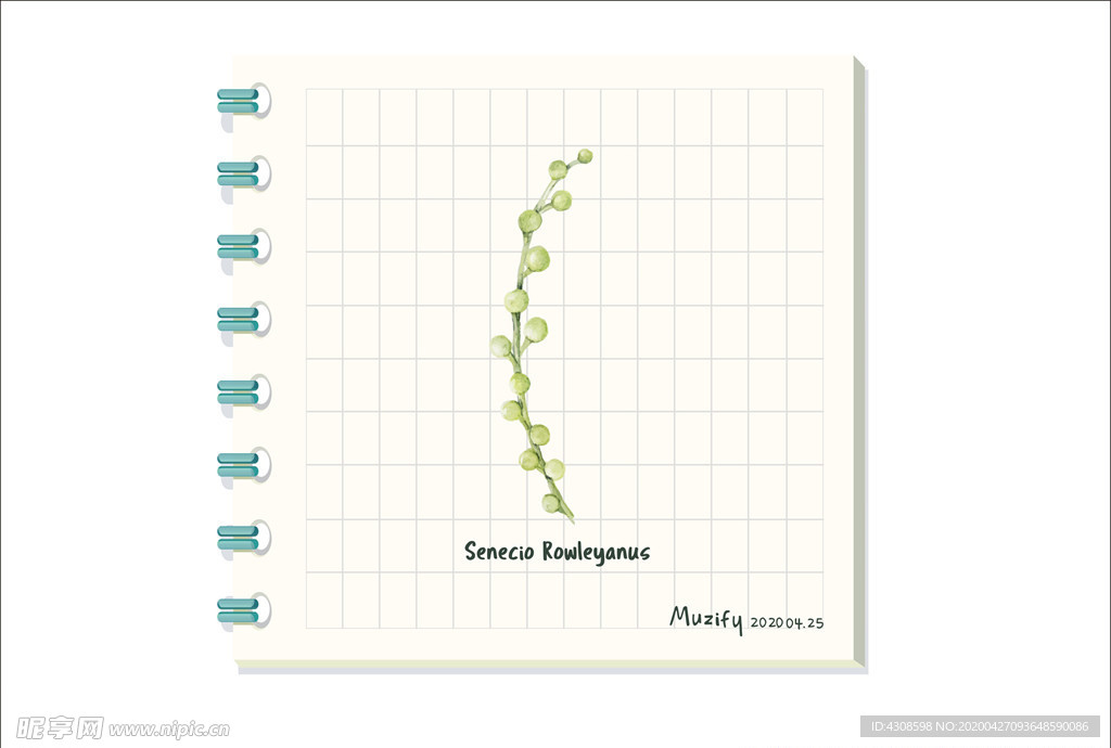 翡翠珠 多肉植物图鉴