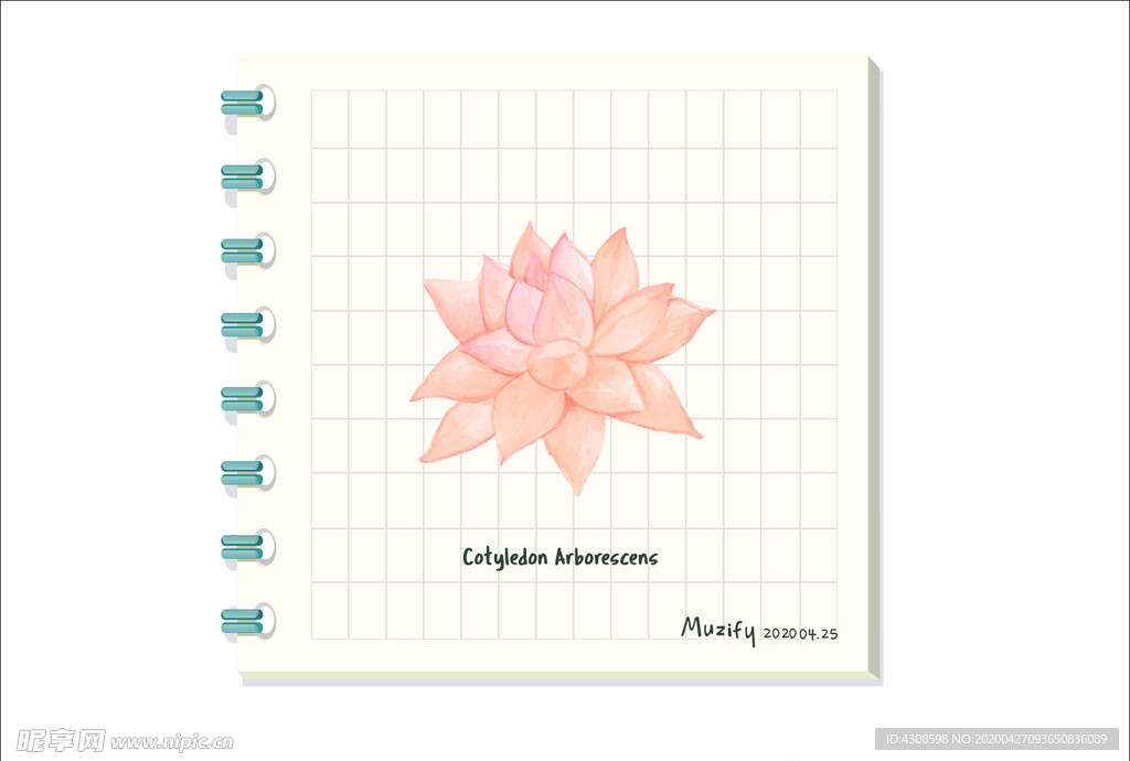 红卷叶 多肉植物图鉴
