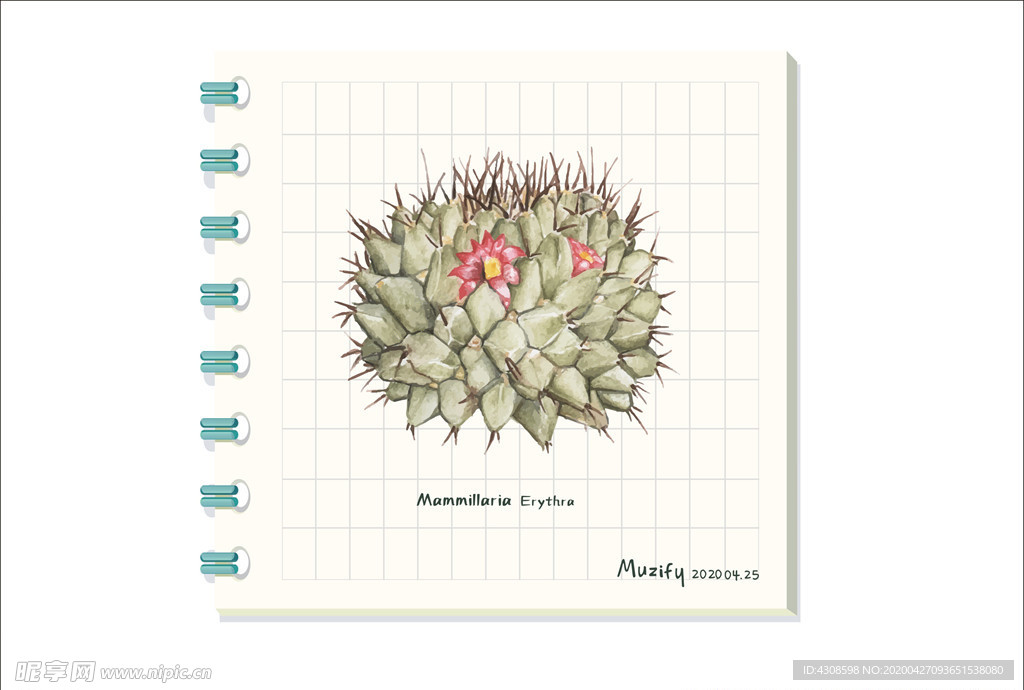 红曼陀罗 多肉植物图鉴