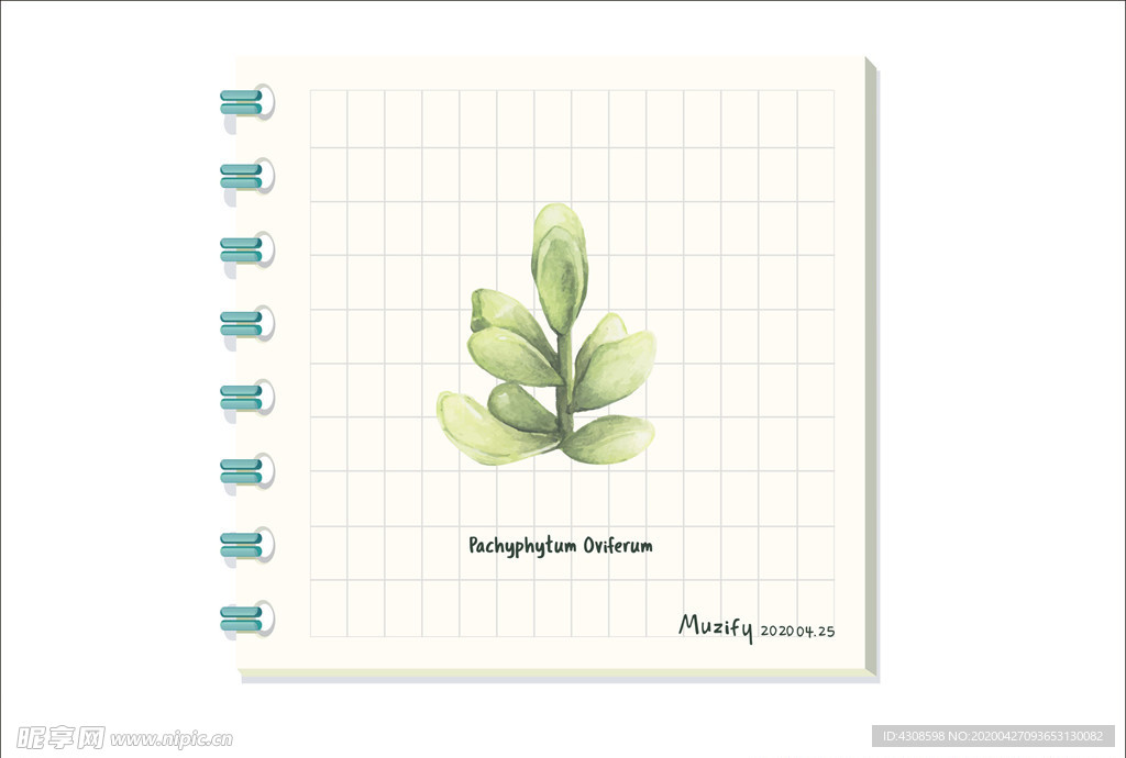 厚叶多肉 多肉植物图鉴