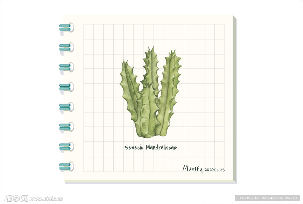 量天尺 多肉植物图鉴