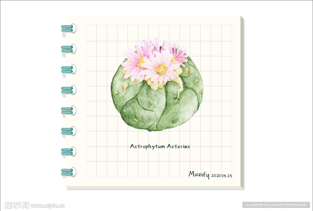 星叶球 多肉植物图鉴