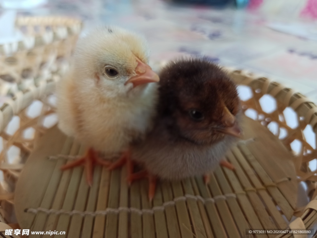 小鸡