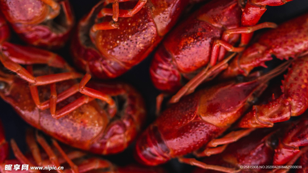 小龙虾大龙虾图片