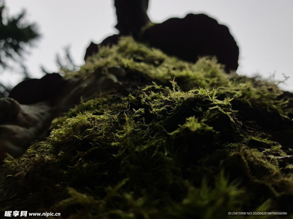 苔藓青苔图片