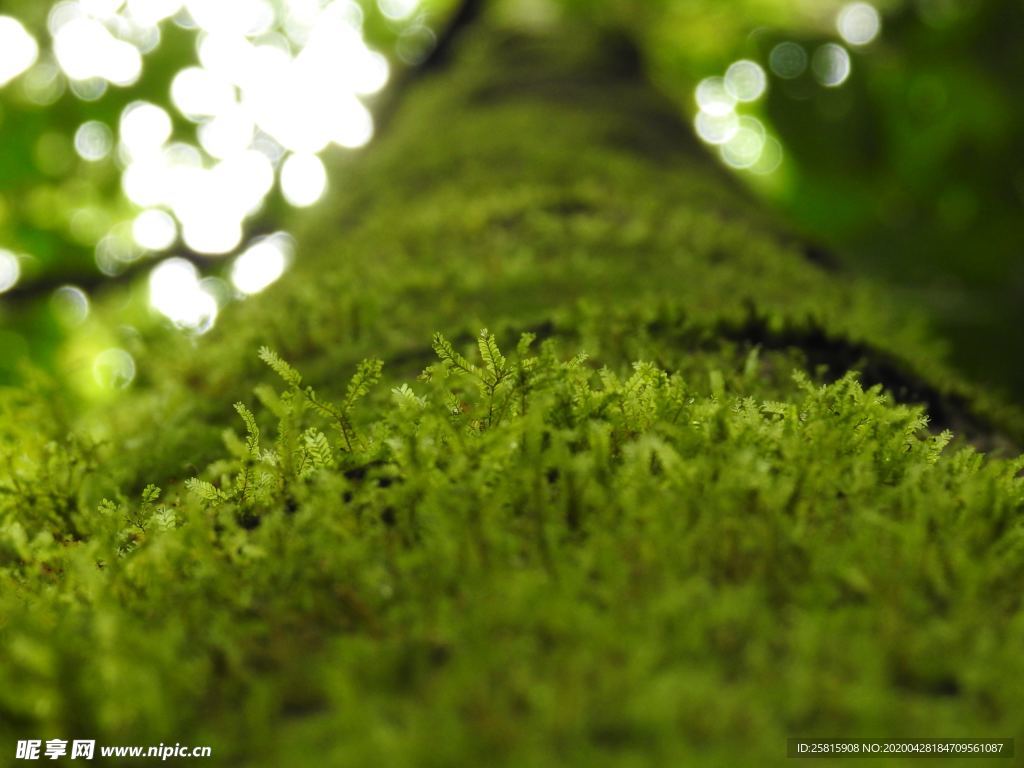 苔藓青苔图片