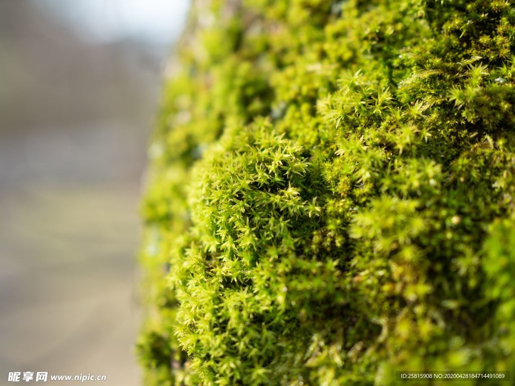 苔藓青苔图片