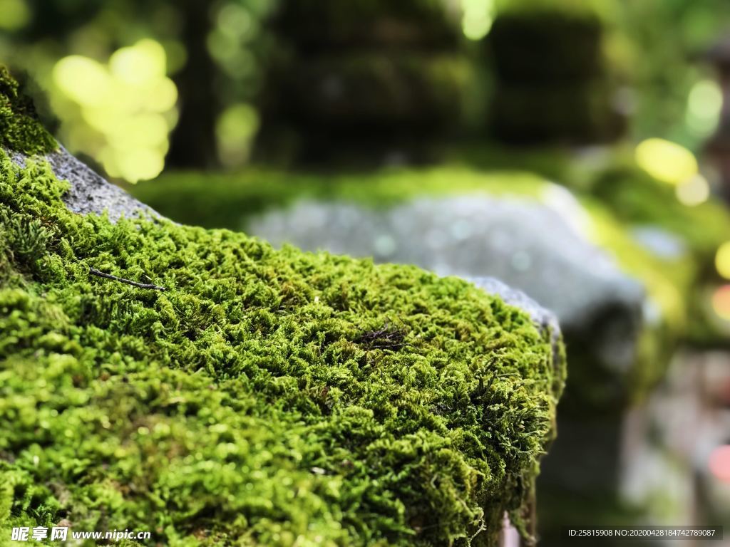 苔藓青苔图片