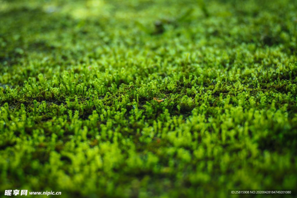 苔藓青苔图片
