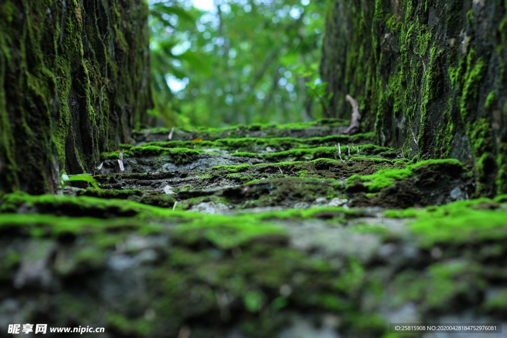 苔藓青苔图片