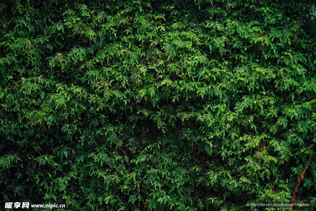 苔藓青苔图片