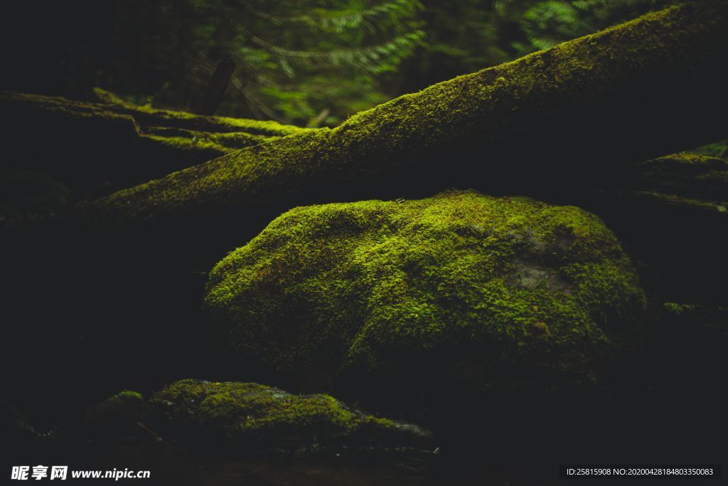 苔藓青苔图片