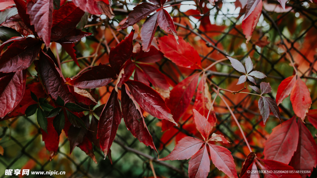 红色树叶图片