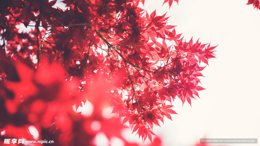 红色树叶图片