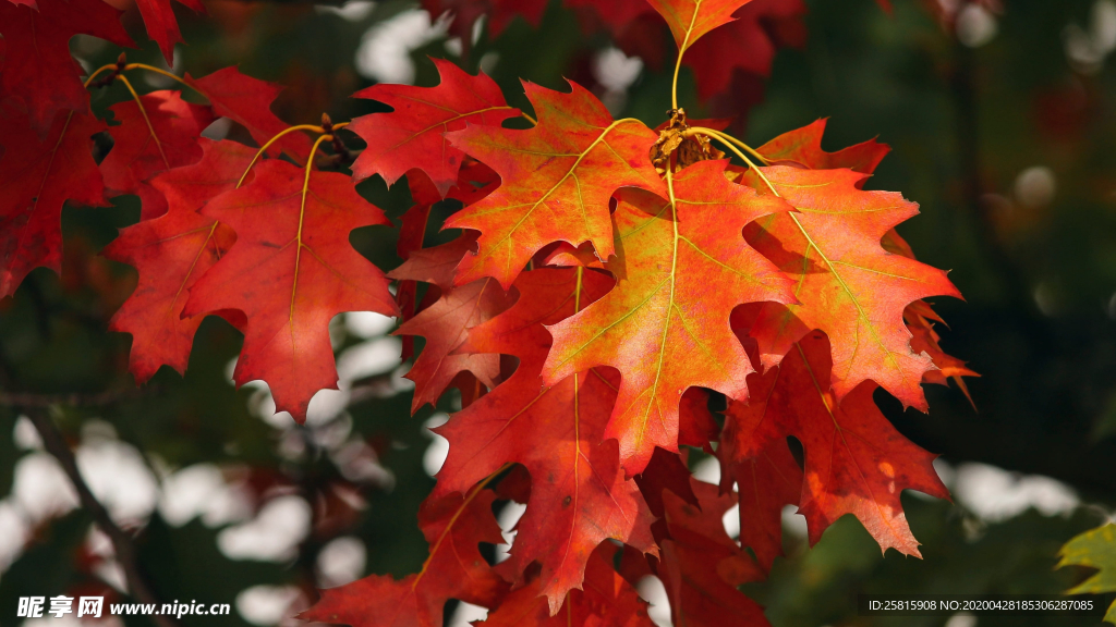 红色树叶图片