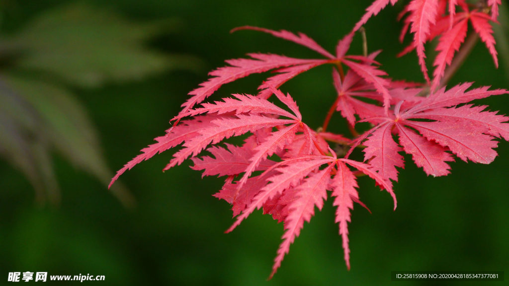 红色树叶图片