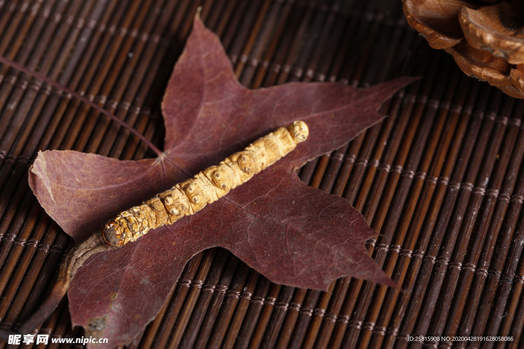 冬虫夏草中药药材图片