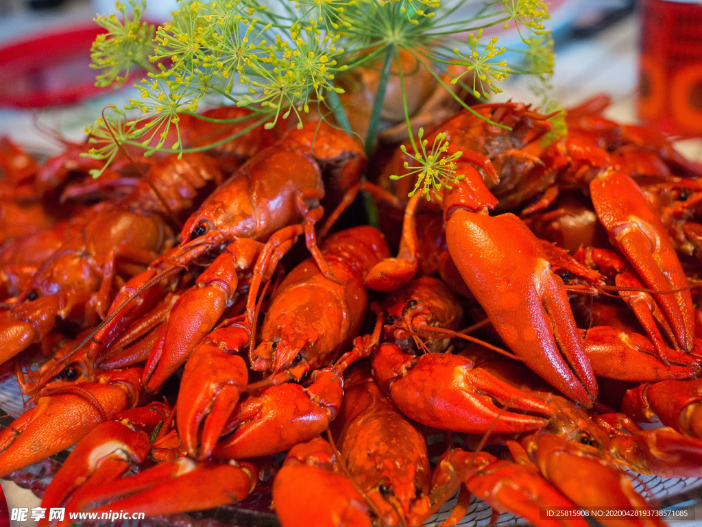 小龙虾大龙虾图片