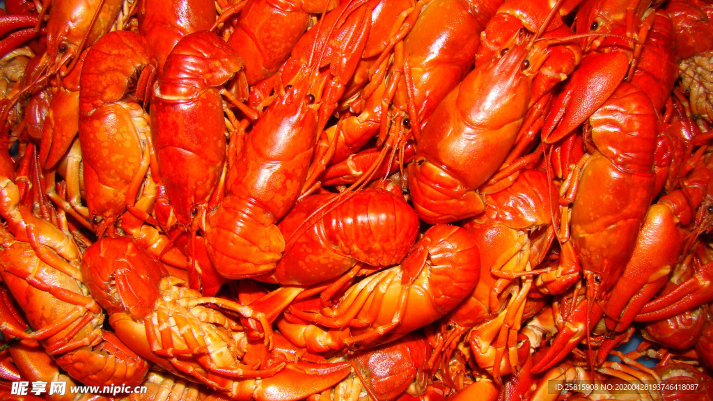 小龙虾大龙虾图片