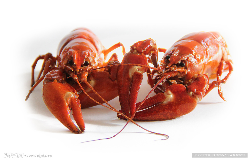 小龙虾大龙虾图片