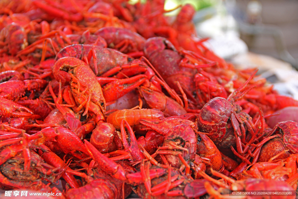 小龙虾大龙虾图片