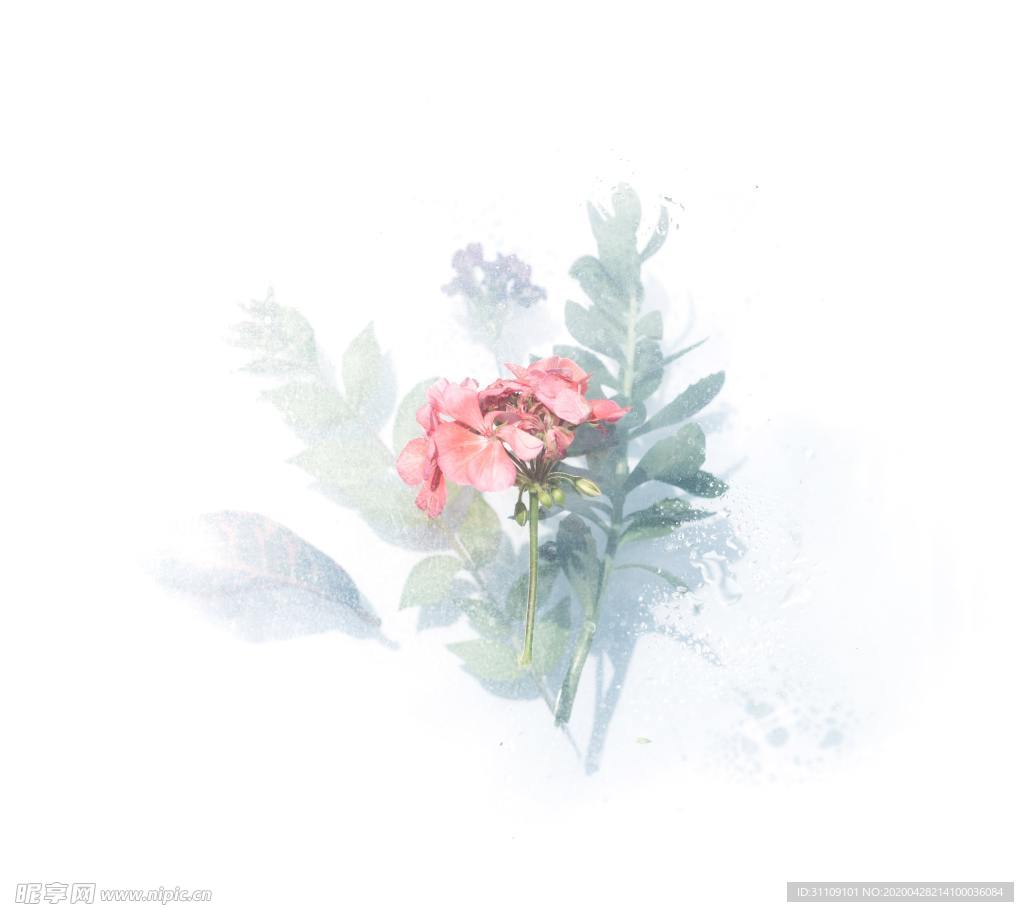 手绘插画清新粉色花