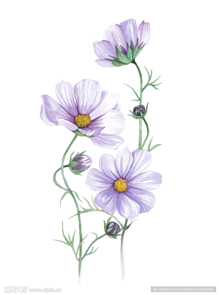 植物花朵绘画素材