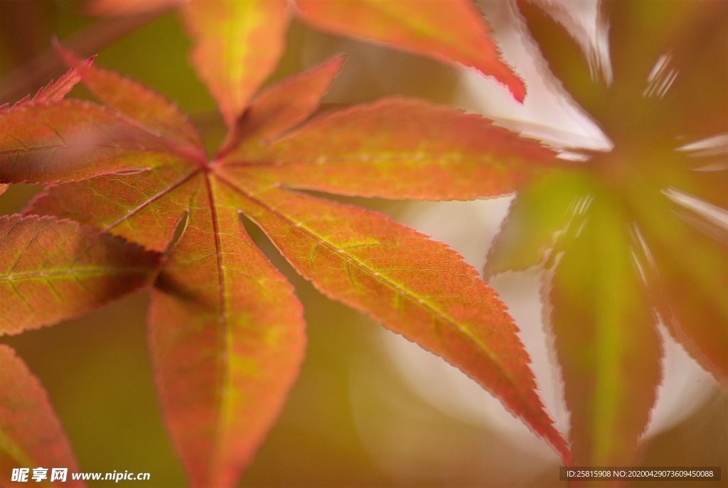 枫叶枫树枫林红叶唯美图片