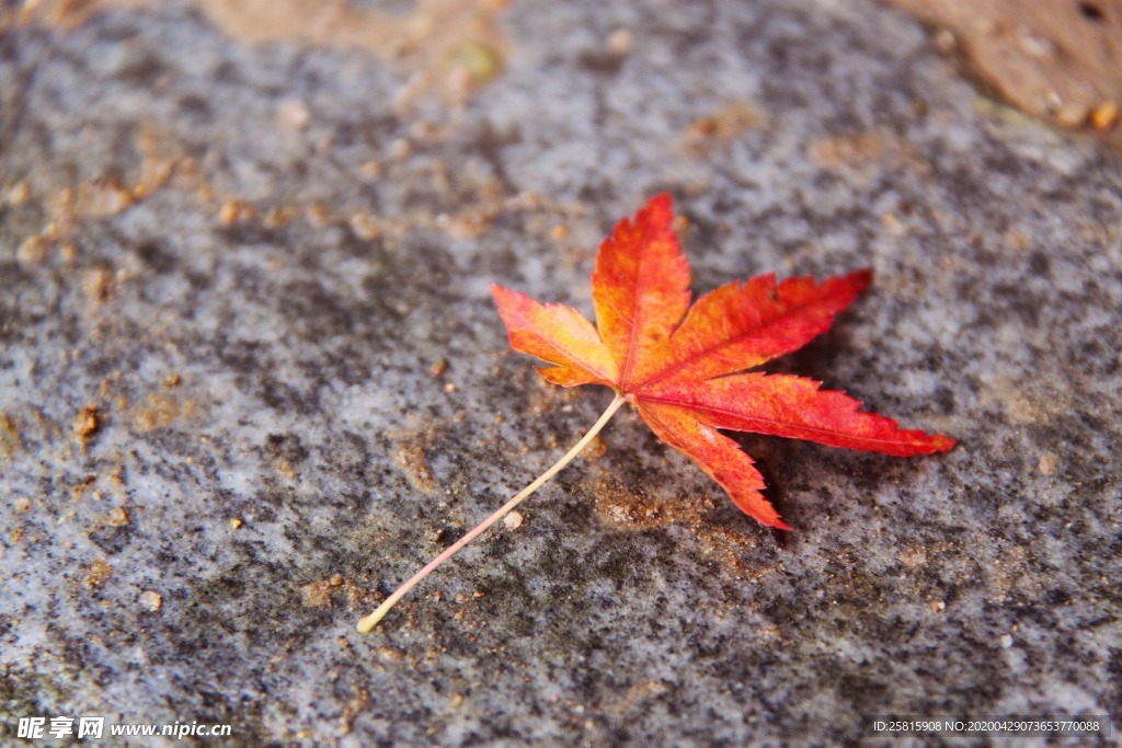 枫叶枫树枫林红叶唯美图片