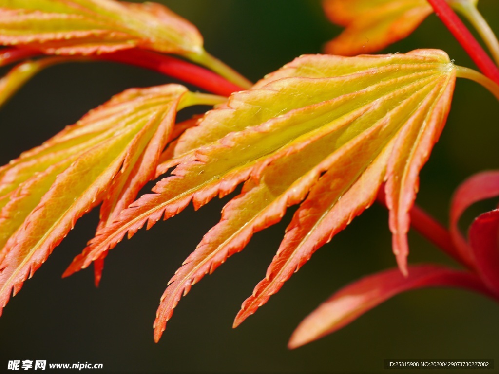 枫叶枫树枫林红叶唯美图片