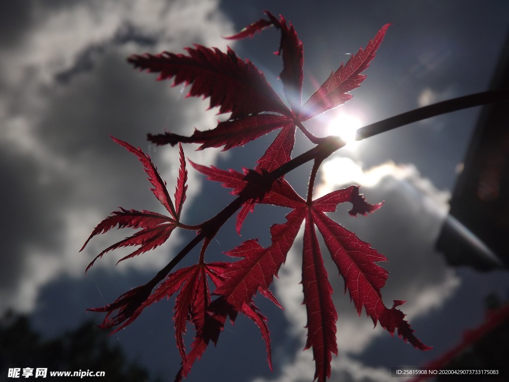 枫叶枫树枫林红叶唯美图片