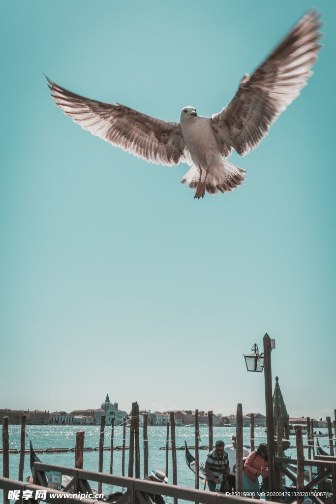 飞鸽空山鸟语图片